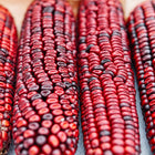 Four ears of Bloody Butcher corn with deep red and dark purple kernels arranged in rows.