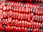 Close-up of deep blood-red kernels on a mature Bloody Butcher dent corn cob.