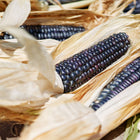 Harvested Blue Hopi corn cobs with deep blue kernels and dry, light-tan husks.