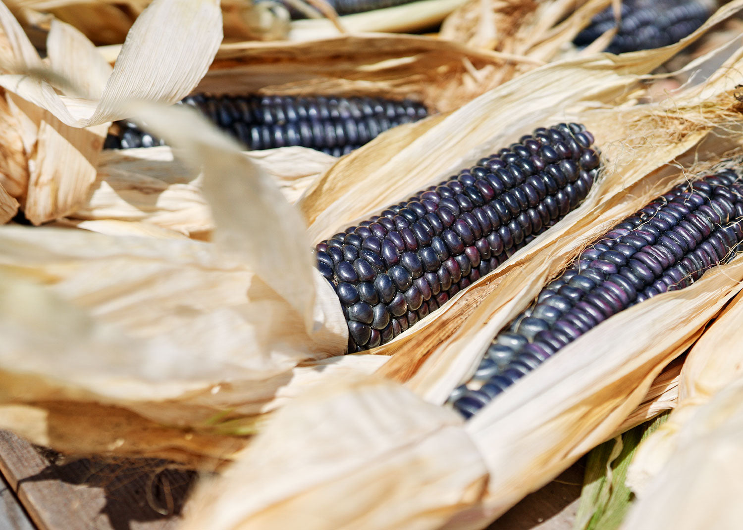 Blue Hopi - Corn Seeds