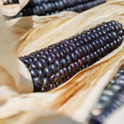 Deep blue kernels on mature Blue Hopi corn ears with dried tan husks.