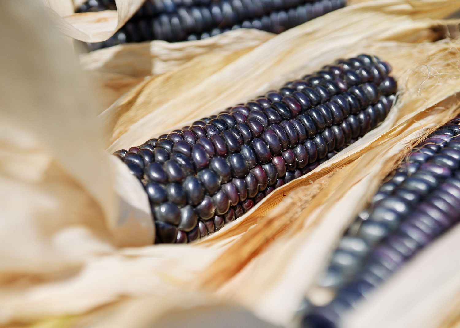 Blue Hopi - Corn Seeds