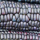 Close-up of dried Blue Hopi corn ears with deep blue and purple kernels arranged in tight rows.