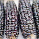 Four ears of Blue Hopi corn with deep blue, dried kernels arranged side by side.