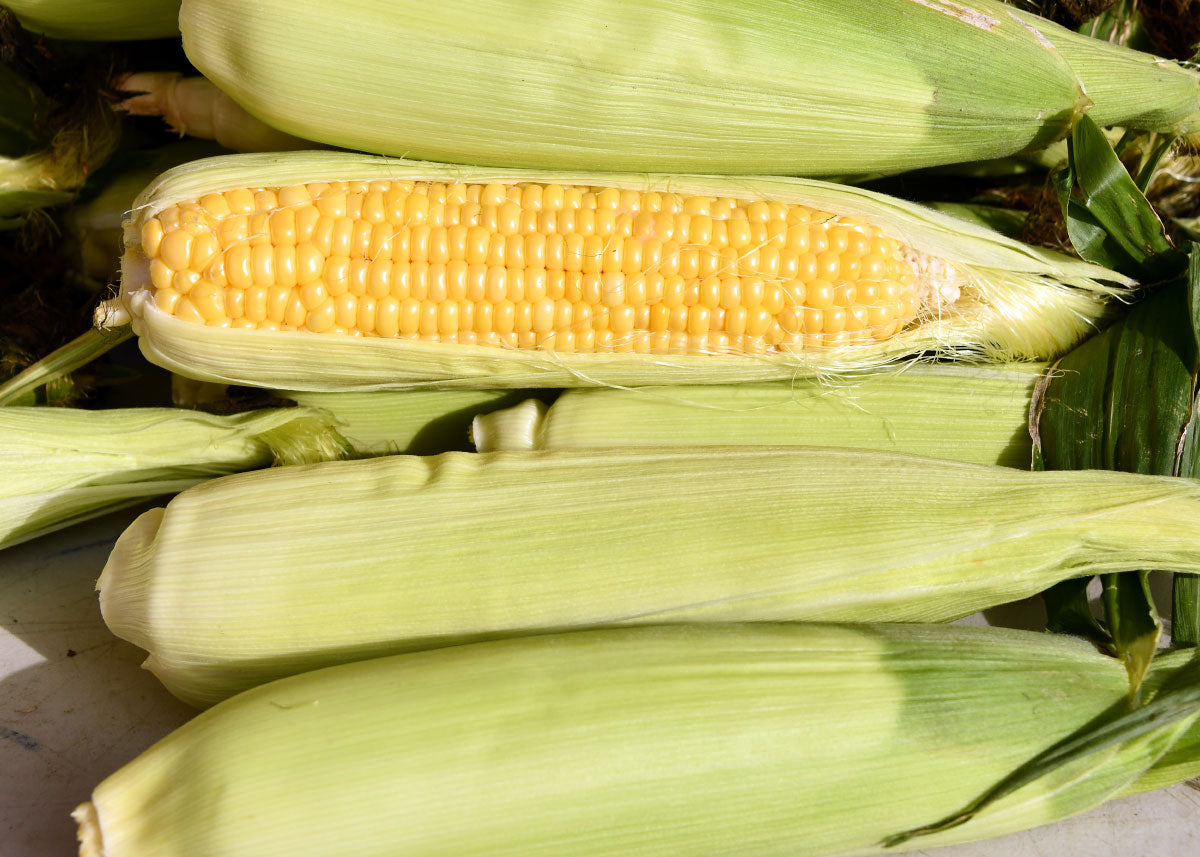 Golden Bantam 12-Row  - Corn Seeds - Organic