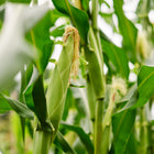 Stowell's Evergreen sweet corn ear growing on a tall, green stalk with silk visible at the top.