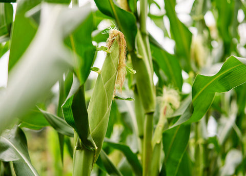 Stowell's Evergreen Sweet - Corn Seeds