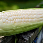 Freshly harvested Stowell's Evergreen sweet corn ear with creamy white kernels and green husks on a wooden surface.