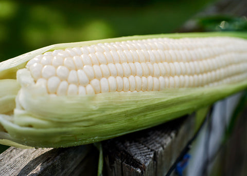 Stowell's Evergreen Sweet - Corn Seeds