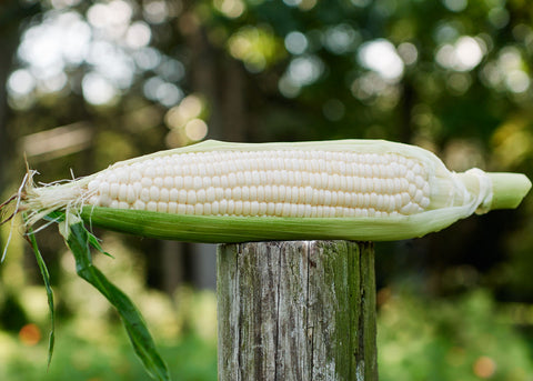 Stowell's Evergreen Sweet - Corn Seeds