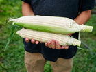 Person holding two freshly harvested Stowell's Evergreen sweet corn ears with creamy white kernels and green husks.