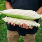 Person holding two freshly harvested Stowell's Evergreen sweet corn ears with creamy white kernels and green husks.