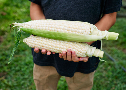 Stowell's Evergreen Sweet - Corn Seeds