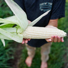 Hands holding a freshly harvested ear of Stowell's Evergreen white sweet corn with green husks.