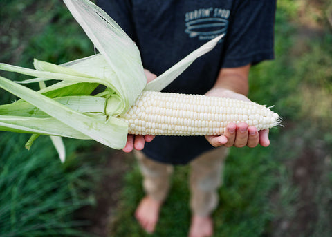 Stowell's Evergreen Sweet - Corn Seeds