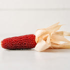 Small, deep red ear of Strawberry Popcorn with dry, tan husks resting on a white surface.