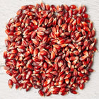 A pile of deep red Strawberry Popcorn seeds scattered on a light gray textured surface.