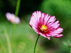 Picotee cosmos flower with white petals edged in rosy crimson and a bright yellow center against a green garden background.