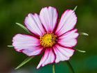 Picotee cosmos flower with white petals edged in rosy crimson and a yellow center with a small pollinator.