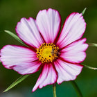 Picotee cosmos flower with white petals edged in rosy crimson and a yellow center with a small pollinator.