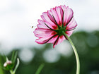 Underside of a Picotee cosmos flower with white and rosy crimson petals against a soft, blurred garden background.
