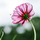 Underside of a Picotee cosmos flower with white and rosy crimson petals against a soft, blurred garden background.