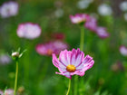 Picotee cosmos flower with white petals edged in rosy crimson and a yellow center, growing in a garden.
