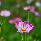 Picotee cosmos flower with white petals edged in rosy crimson and a yellow center, growing in a garden.