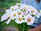 A bouquet of Purity White cosmos flowers with bright yellow centers and delicate white petals held in a person's hands.