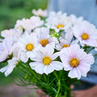 A bouquet of Purity White cosmos flowers with bright yellow centers and delicate white petals held in a person's hands.