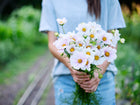 Person holding a fresh bouquet of Purity White cosmos flowers with yellow centers and fernlike foliage.