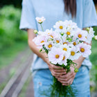 Person holding a fresh bouquet of Purity White cosmos flowers with yellow centers and fernlike foliage.