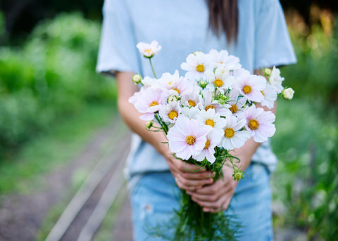 Purity White - Cosmos Seeds