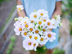 A person holding a fresh bouquet of white Purity White cosmos flowers with yellow centers and fernlike foliage.