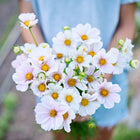 A person holding a fresh bouquet of white Purity White cosmos flowers with yellow centers and fernlike foliage.