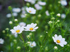 Purity White cosmos flowers with bright yellow centers and delicate white petals blooming among green fernlike foliage.