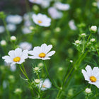 Purity White cosmos flowers with bright yellow centers and delicate white petals blooming among green fernlike foliage.
