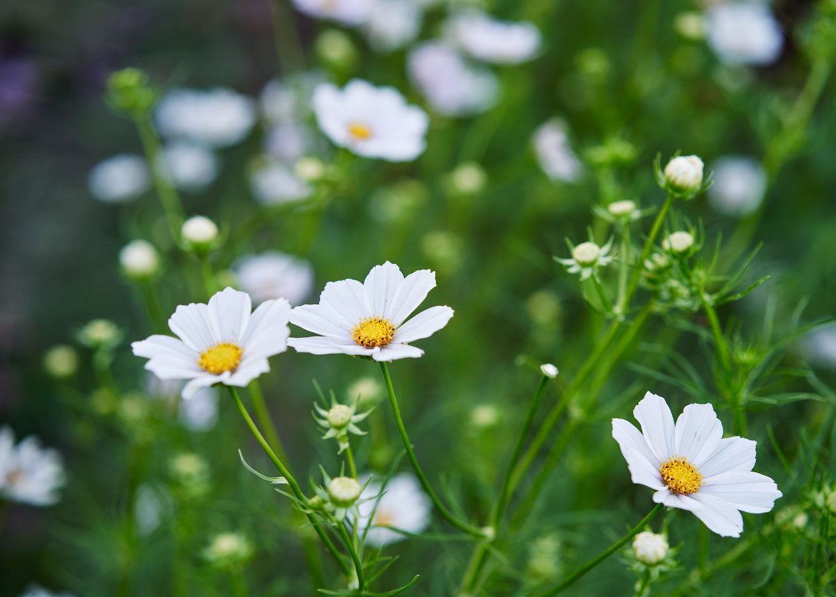 Purity White - Cosmos Seeds