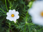 Single white Purity White cosmos flower with a yellow center and fernlike green foliage.