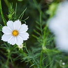 Single white Purity White cosmos flower with a yellow center and fernlike green foliage.