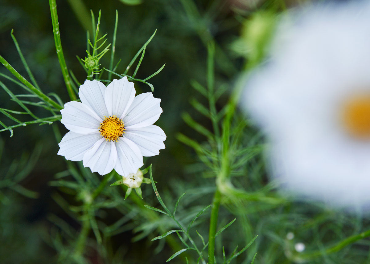 Purity White - Cosmos Seeds