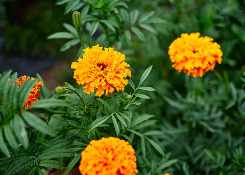 Hawaii - African Marigold Seeds