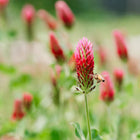 A honeybee lands on a vibrant red Crimson Clover flower spike in a field of blooming cover crops.
