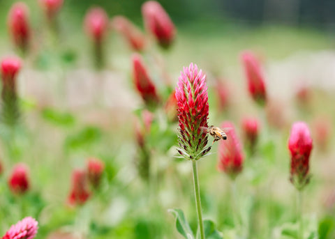 Crimson Clover Seeds