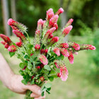 Hand holding a fresh bouquet of vibrant red Crimson Clover flower spikes and green foliage in a garden.
