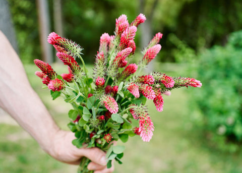 clover flower seeds Crimson Clover