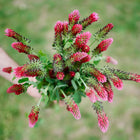 Hand holding a fresh bouquet of vibrant, cone-shaped Crimson Clover flower spikes against a blurred green background.