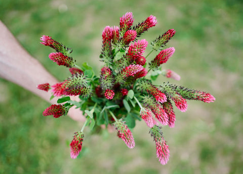 Crimson Clover Seeds