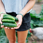 Hands holding a harvest of fresh, green A & C Pickling cucumbers in a garden with a chicken nearby.