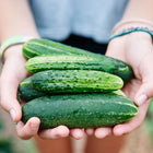 Hands holding a fresh harvest of four blocky, bumpy green A & C Pickling cucumbers in a garden setting.